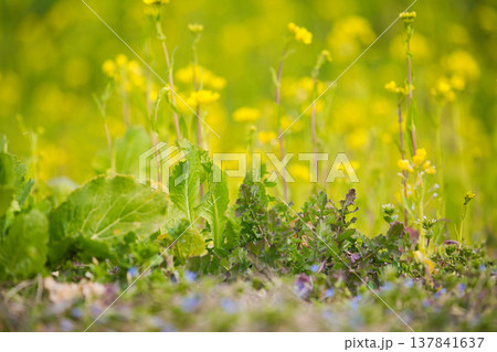 春の訪れを告げる菜の花畑 137841637