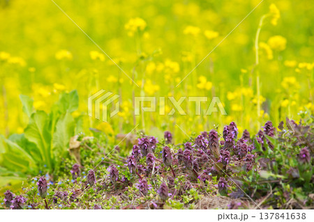 春の訪れを告げる菜の花畑 137841638
