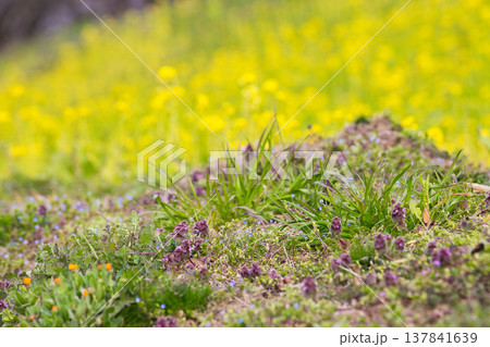 春の訪れを告げる菜の花畑 春の訪れを告げる菜の花畑 137841639