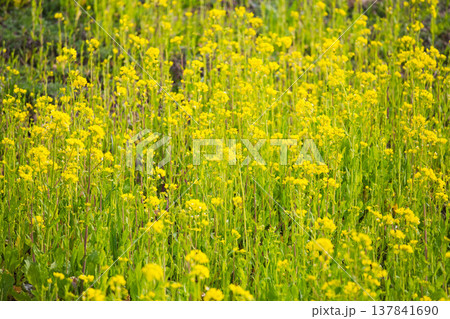 春の訪れを告げる菜の花畑 137841690