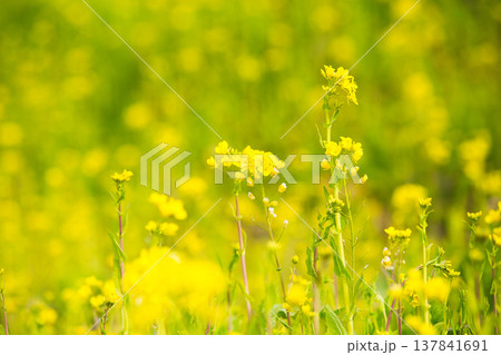 春の訪れを告げる菜の花畑 春の訪れを告げる菜の花畑 137841691