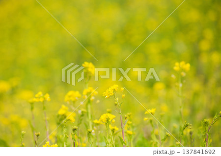 春の訪れを告げる菜の花畑 137841692