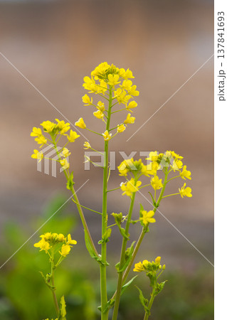 春の訪れを告げる菜の花畑 137841693