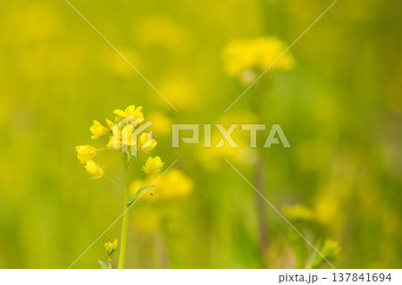 春の訪れを告げる菜の花畑 137841694