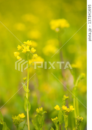 春の訪れを告げる菜の花畑 137841695