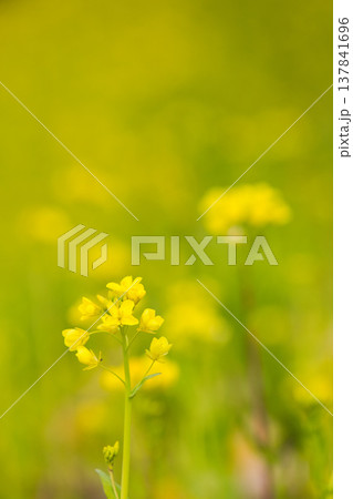 春の訪れを告げる菜の花畑 137841696