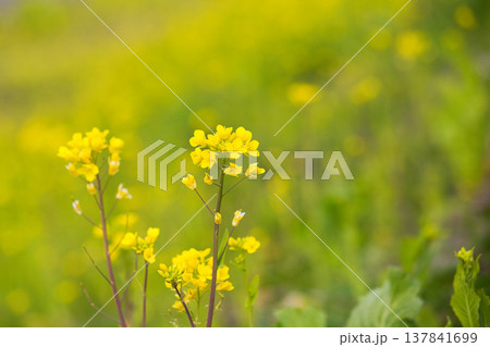 春の訪れを告げる菜の花畑 137841699