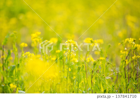 春の訪れを告げる菜の花畑 春の訪れを告げる菜の花畑 137841710
