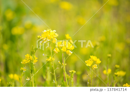 春の訪れを告げる菜の花畑 137841714