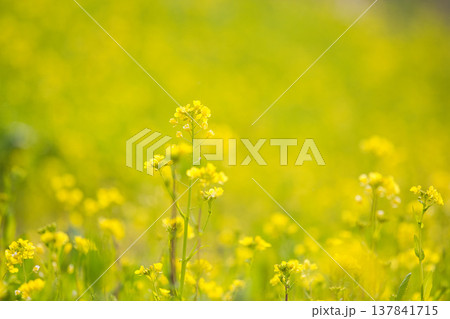春の訪れを告げる菜の花畑 137841715