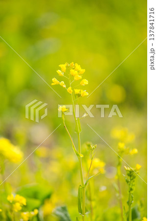 春の訪れを告げる菜の花畑 春の訪れを告げる菜の花畑 137841716