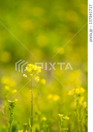 春の訪れを告げる菜の花畑 春の訪れを告げる菜の花畑 137841717