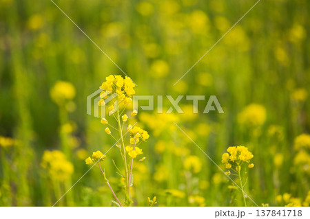 春の訪れを告げる菜の花畑 137841718