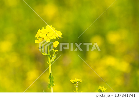 春の訪れを告げる菜の花畑 137841741
