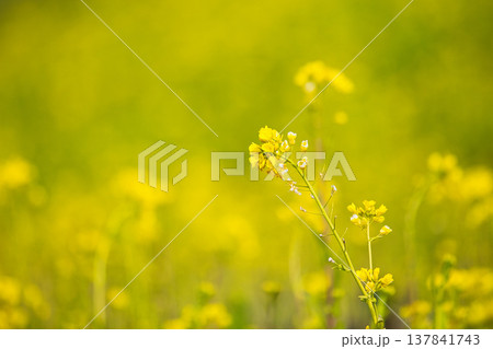 春の訪れを告げる菜の花畑 春の訪れを告げる菜の花畑 137841743