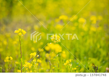 春の訪れを告げる菜の花畑 春の訪れを告げる菜の花畑 137841748