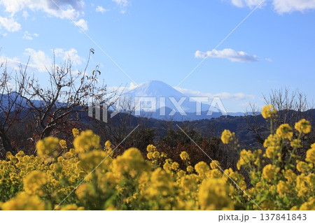 神奈川県は吾妻山公園展望台付近に咲く菜の花 137841843