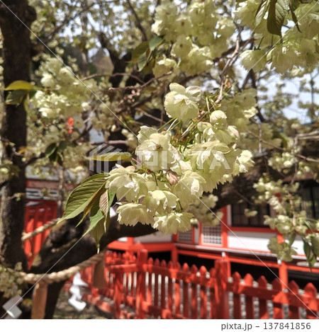 桜　金櫻神社　鬱金桜 137841856