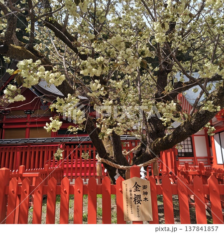 桜 金櫻神社 鬱金桜 桜 金櫻神社 鬱金桜 137841857