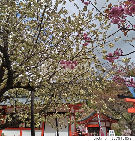桜 金櫻神社 鬱金桜 桜 金櫻神社 鬱金桜 137841858