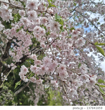 桜 金櫻神社 八重桜 桜 金櫻神社 八重桜 137841859