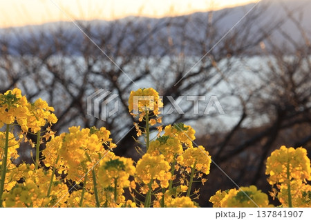 神奈川県は吾妻山公園展望台付近に夕日が当たる菜の花 神奈川県は吾妻山公園展望台付近に夕日が当たる菜の花 137841907