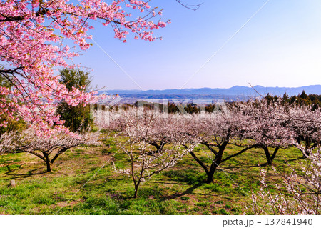 桜と白梅林 桜と白梅林 137841940