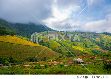 Landscape of Rice terraces on mountain at Ban Pa Pong Piang, Doi Din Thanon, Chiang Mai, Thailand Landscape of Rice terraces on mountain at Ban Pa Pong Piang, Doi Din Thanon, Chiang Mai, Thailand 137842190
