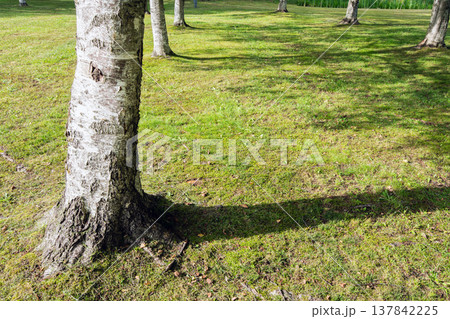 立木が作る影（イメージ） 137842225