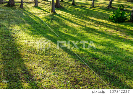 立木が作る影(イメージ) 立木が作る影(イメージ) 137842227