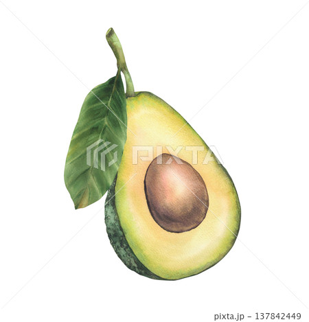 Halves avocado fruit with leaf and seed. One ripe avocado exotic vegetable realistic painted watercolor illustration isolated on white background for food label, vegan menu, eco cosmetic packaging. 137842449