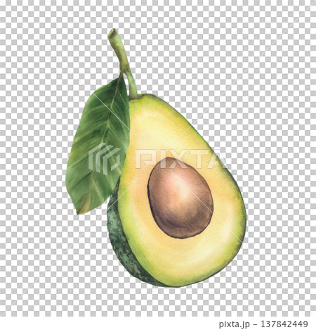 Halves avocado fruit with leaf and seed. One ripe avocado exotic vegetable realistic painted watercolor illustration isolated on white background for food label, vegan menu, eco cosmetic packaging. 137842449
