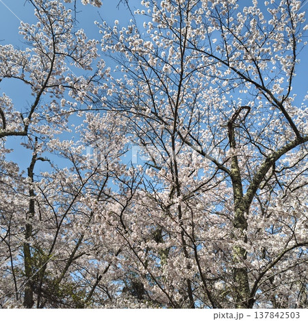 登山　光城山　桜 137842503