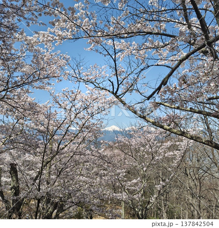 登山　光城山　桜 137842504