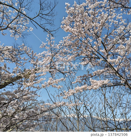 登山 光城山 桜 登山 光城山 桜 137842506