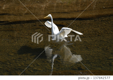 川の上を歩くダイサギ 137842577