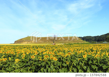 Summer scenery of Horogoru Fortress in Yeoncheon-gun, Gyeonggi-do. 137842588