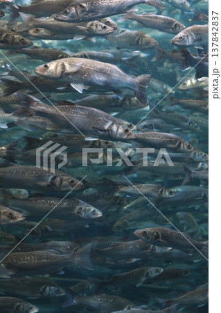Massive School of Sea Bass Swimming Underwater, Natural Marine Pattern with Copy Space 137842837
