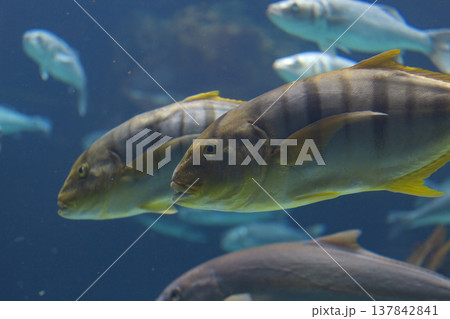 Golden Trevally Fish Swimming in Blue Water, Exotic Marine Life Golden Trevally Fish Swimming in Blue Water, Exotic Marine Life 137842841
