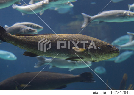Large Stone Bass Swimming in Blue Ocean Water, Marine Biodiversity Large Stone Bass Swimming in Blue Ocean Water, Marine Biodiversity 137842843