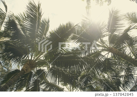 Sun Shining Through Coconut Palm Leaves, Tropical Summer Background Sun Shining Through Coconut Palm Leaves, Tropical Summer Background 137842845