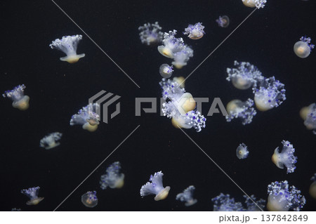 Many Fried Egg Jellyfish Swimming in Deep Water with Copy Space 137842849
