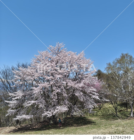 登山　長峰山　桜 137842949