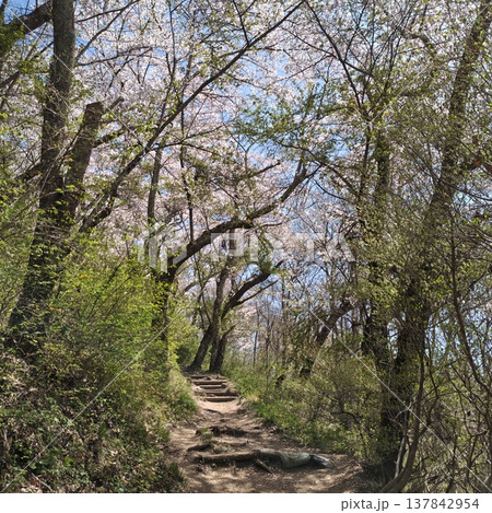登山　光城山　桜 137842954