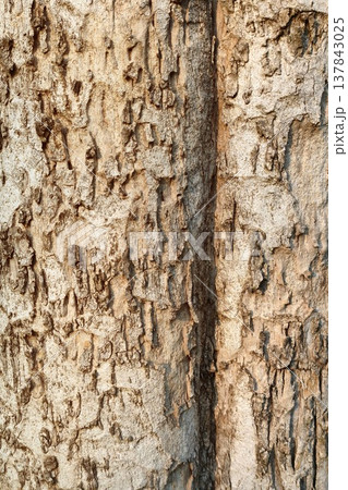 close up of tree bark texture close up of tree bark texture 137843025