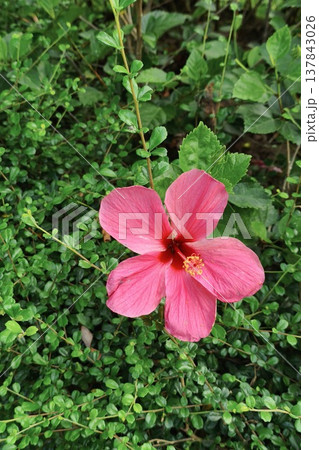 close up of pink flower hibiscus close up of pink flower hibiscus 137843026