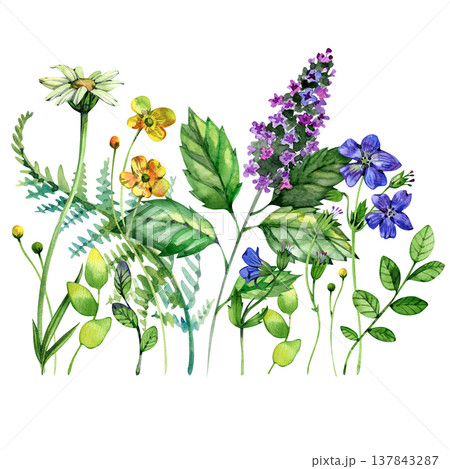 Whimsical watercolor meadow featuring a variety of wildflowers, herbs, and grasses. This diverse botanical arrangement includes daisies and purple blooms, perfect for a natural aesthetic. Whimsical watercolor meadow featuring a variety of wildflowers, herbs, and grasses. This diverse botanical arrangement includes daisies and purple blooms, perfect for a natural aesthetic. 137843287