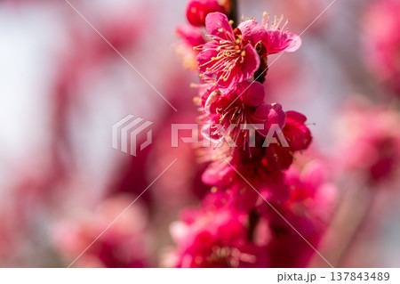 咲き誇る梅の花 137843489