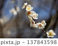 咲き誇る梅の花 137843598