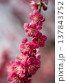 春を告げる梅の花 137843752